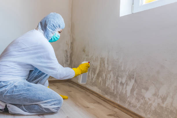 Licensed Mold Inspection service in Hamburg, NJ - WQB Mold Removal