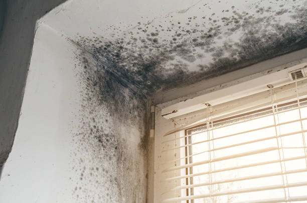 Affordable Mold Inspection solutions in Hamburg, NJ